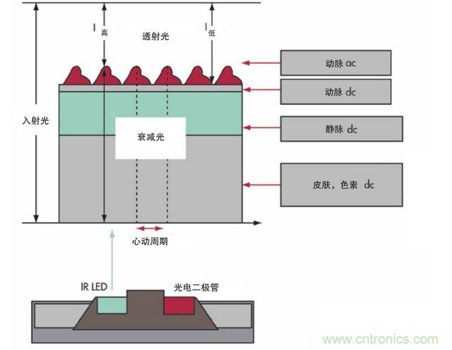 可以用發光二極管 (LED) 來照亮皮膚,然后測量反射到一個光電二極管的光量來監測每個心動周期