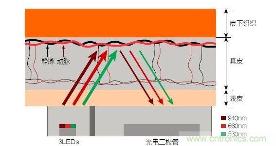 反射光脈搏測量原理。傳感器發出的光透過皮膚和組織,一部分被吸收,一部分被反射回檢測器。因為動脈中的血流量隨心臟的每次跳動會有所變化,因此光線被吸收的量以及檢測器收到的信號強度也會隨之發生改變。綠光可以在手腕處提供最佳結果,而紅光和紅外光一般用于手指測量。 8